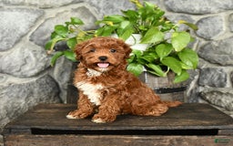 Cockapoo dogs for sale: Star - Image 1