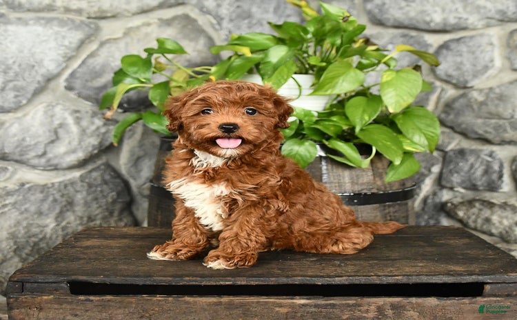 Cockapoo dogs for sale - Ad 2