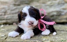 Portuguese Water Dog dogs for sale: Iris - Image 6