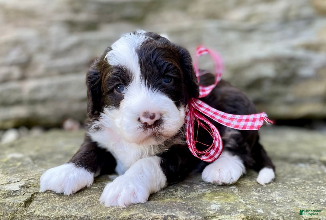 Portuguese Water Dog dogs for sale: Iris - Image 6