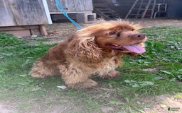 Cocker Spaniel dogs for sale: Kimmy - Image 8
