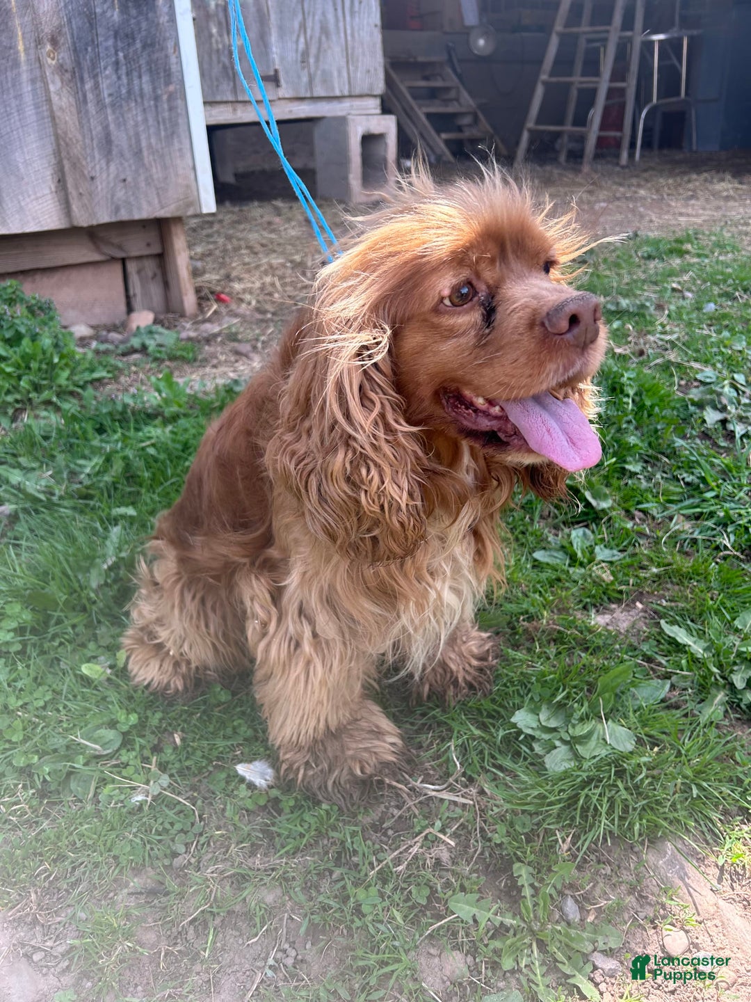 Cocker Spaniel dogs for sale: Kimmy - Image 8
