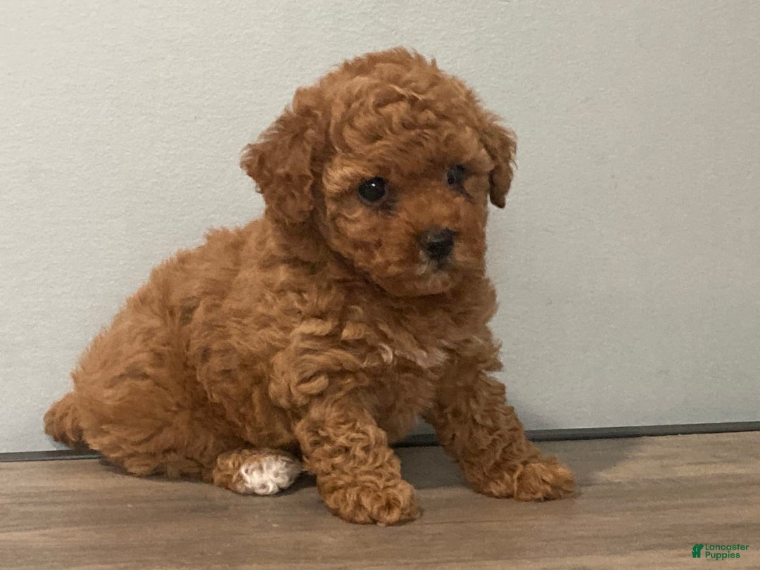 Toy Poodle dogs for sale: Summer - Image 3