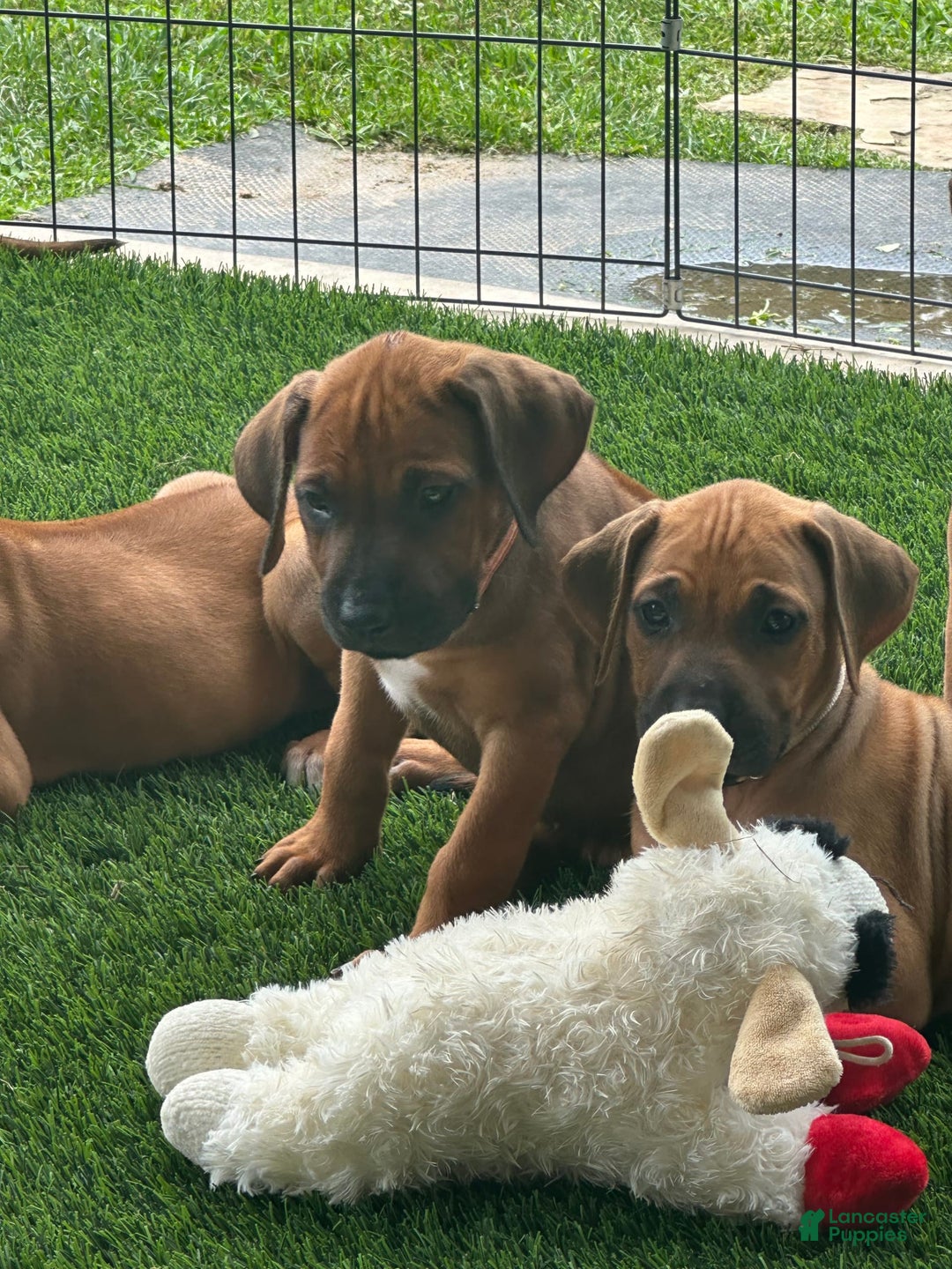 Rhodesian Ridgeback dogs for sale: Peach - Image 4