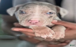 American Bully dogs for sale: Rocky - Image 8