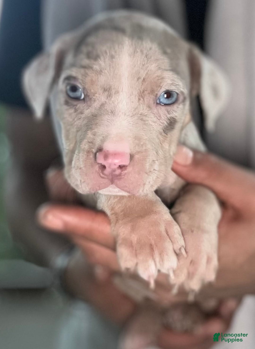 American Bully dogs for sale: Rocky - Image 8