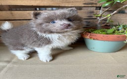 Pomeranian dogs for sale: Austin - Image 2