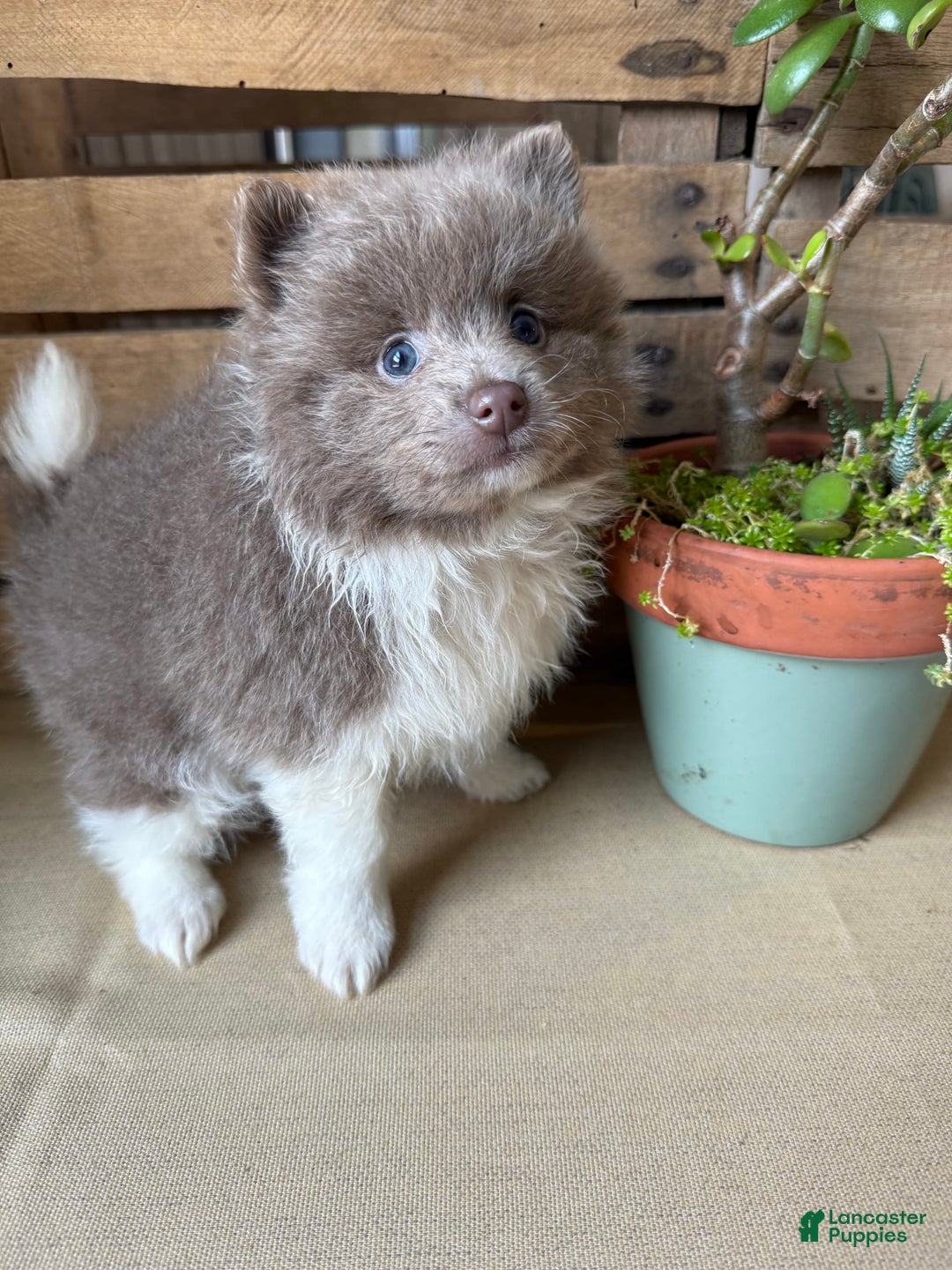 Pomeranian dogs for sale: Austin - Image 2
