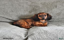 Miniature Dachshund dogs for sale: Chocolate Cream - Image 6