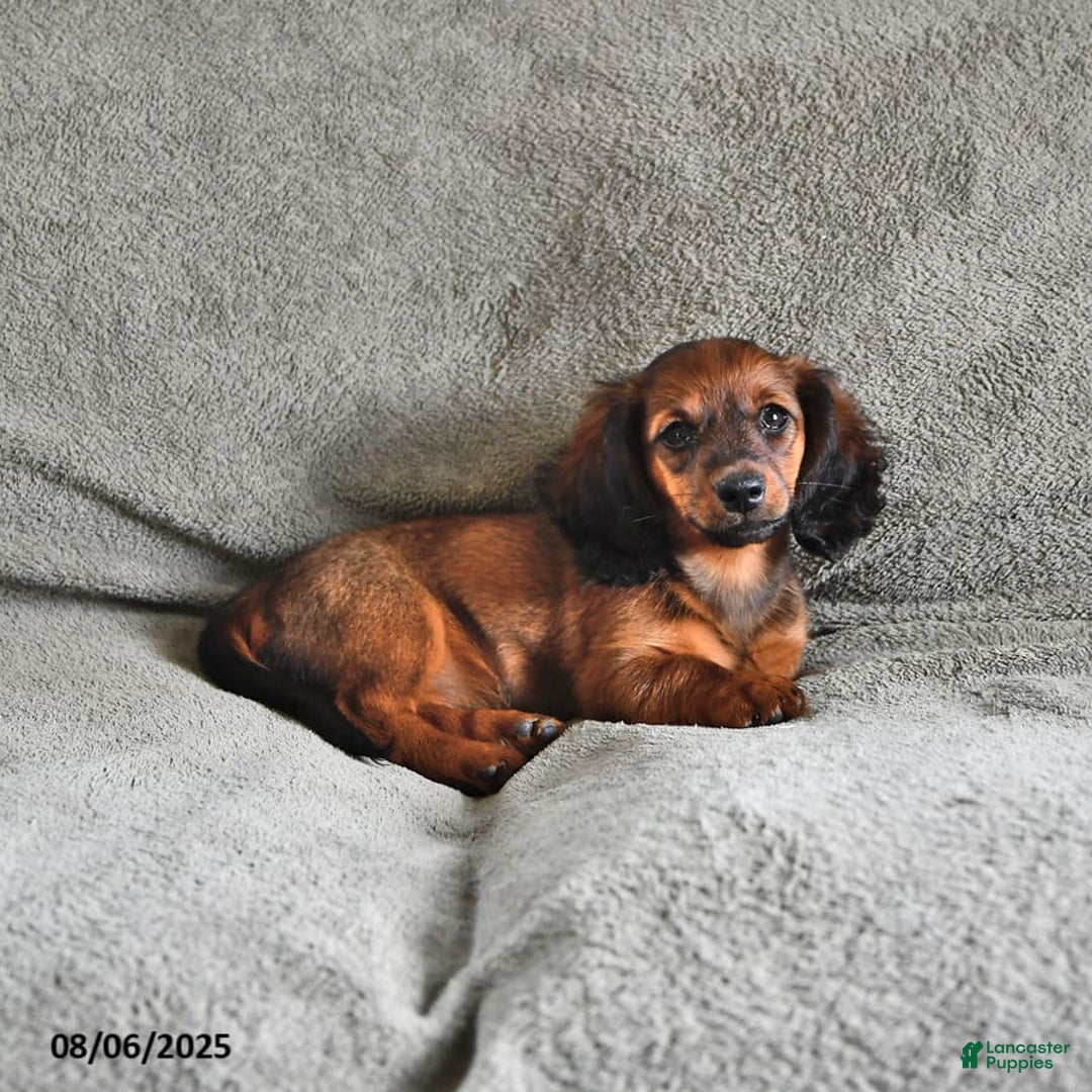 Miniature Dachshund dogs for sale: Chocolate Cream - Image 6