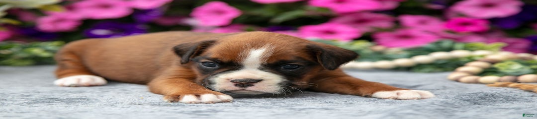 Scout