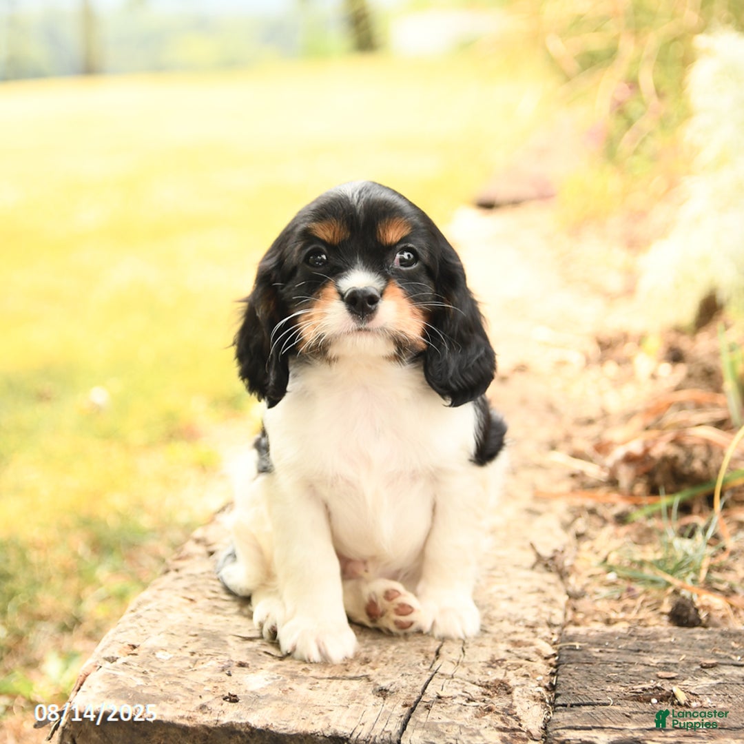 Cavalier King Charles Spaniel dogs for sale: Domino - Image 5