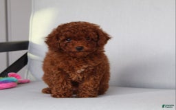 Toy Poodle dogs for sale: Elena - Image 15