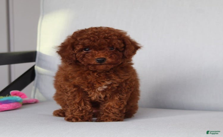 Toy Poodle dogs for sale - Ad 2