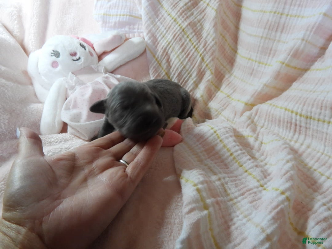Great Dane dogs for sale: Sky - Image 3