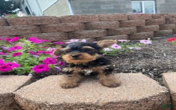 Yorkshire Terrier dogs for sale: Rocker - Image 7