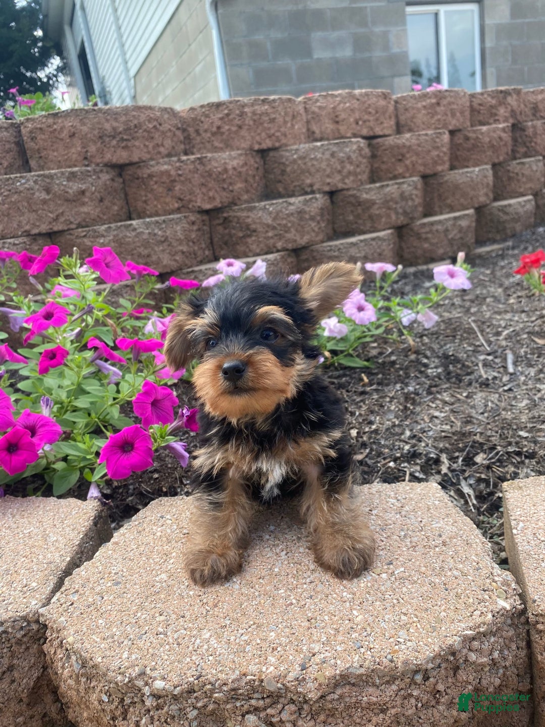 Yorkshire Terrier dogs for sale: Rocker - Image 7