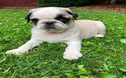 Pug dogs for sale: Champ - Image 3