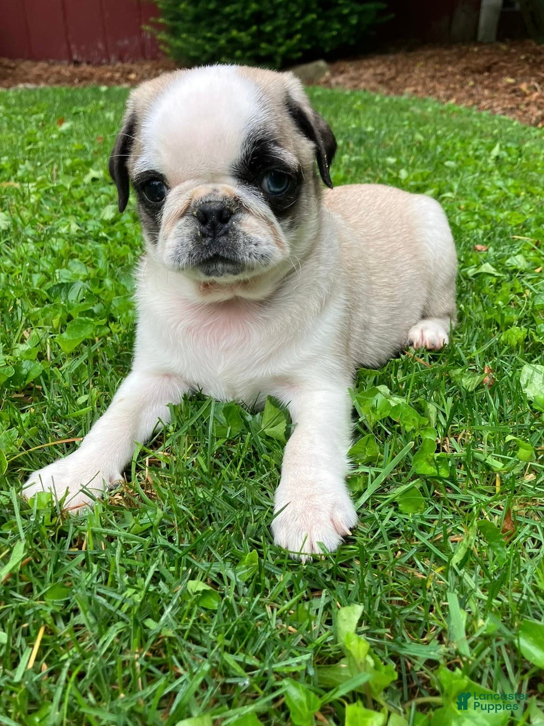 Pug dogs for sale: Champ - Image 3
