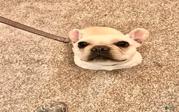 French Bulldog dogs for sale: Theo - Image 6