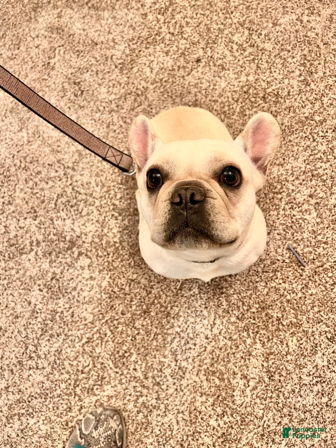 French Bulldog dogs for sale: Theo - Image 6