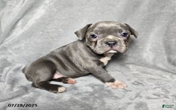 Frenchton dogs for sale: Jwala - Image 1
