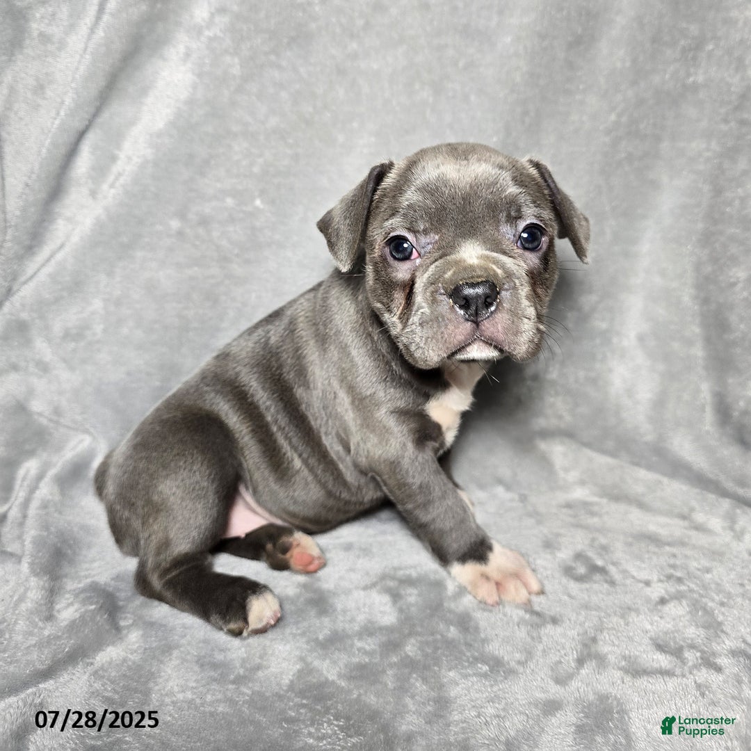 Frenchton dogs for sale: Jwala - Image 1
