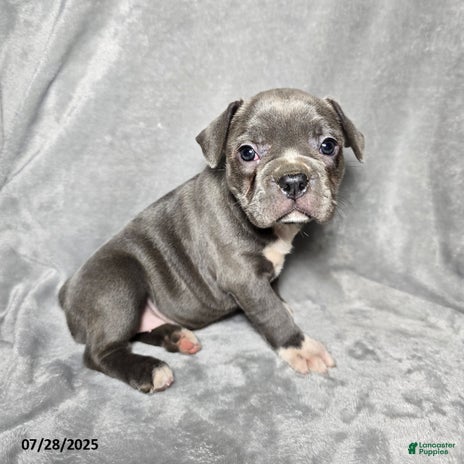Frenchton dogs for sale - Ad 3