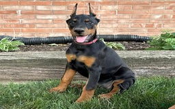 Doberman Pinscher dogs for sale: Solara - Image 1