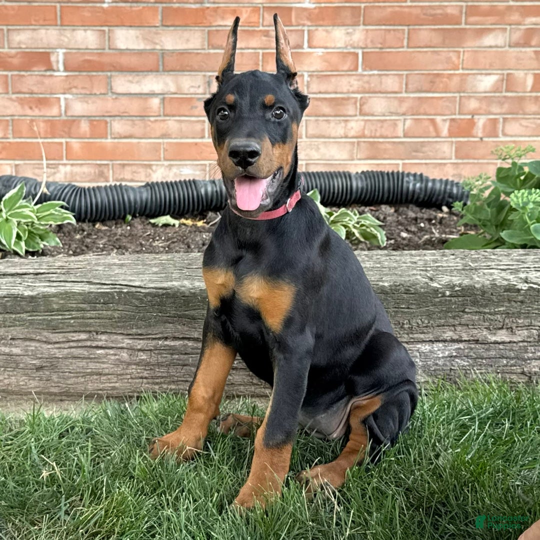 Doberman Pinscher dogs for sale: Solara - Image 1