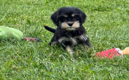 Miniature Schnauzer dogs for sale: Paula - Image 1