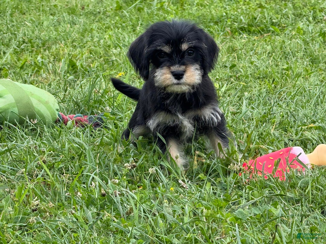 Miniature Schnauzer dogs for sale: Paula - Image 1
