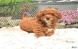 Mini Goldendoodle dogs for sale: Lilly - Image 8
