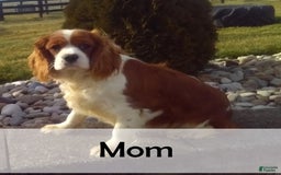 Cavalier King Charles Spaniel dogs for sale: Sarge - Image 11