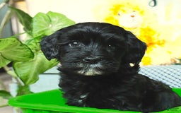 Havapoo dogs for sale: House Raised Billy - Image 16