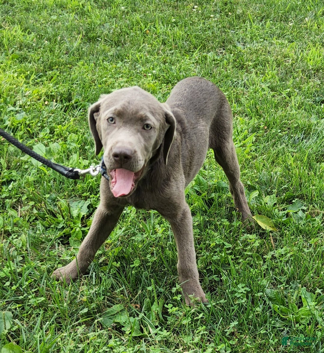 Labrador Retriever dogs for sale: Silver Skye - Image 6