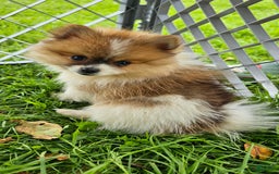 Pomeranian dogs for sale: Penelope - Image 3