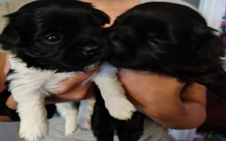 Shih Tzu dogs for sale: Armani - Image 7