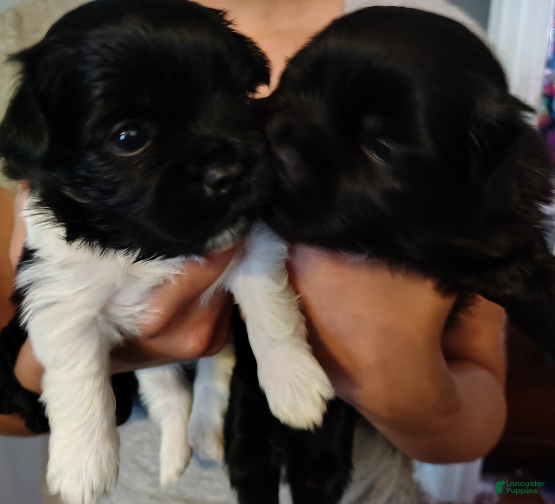 Shih Tzu dogs for sale: Armani - Image 7
