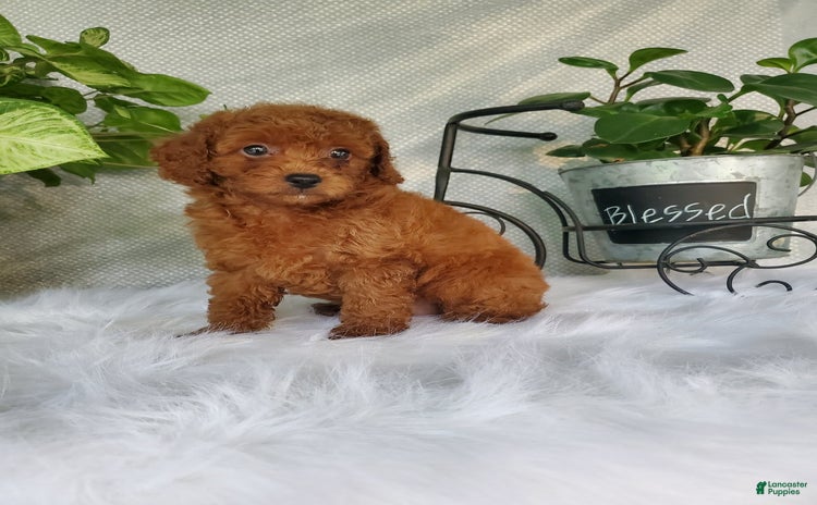 Miniature Poodle dogs for sale - Ad 1