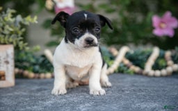 Chihuahua dogs for sale: Twinkie - Image 2