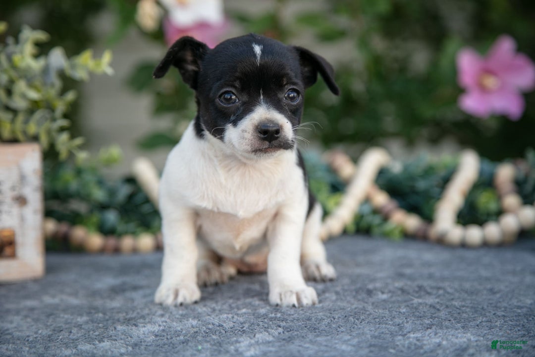 Chihuahua dogs for sale: Twinkie - Image 2