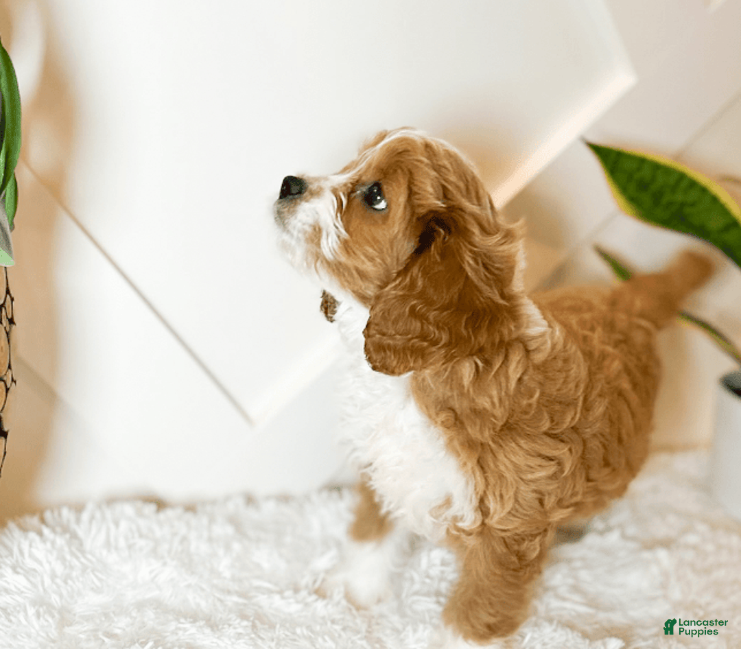 Cavapoo dogs for sale: Xyla - Image 3