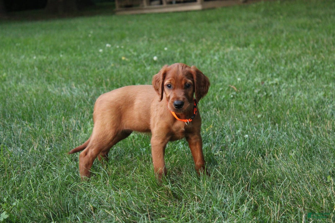 Irish Setter dogs for sale: Frances - Image 8