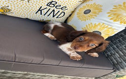 Miniature Dachshund dogs for sale: Rhett - Image 3
