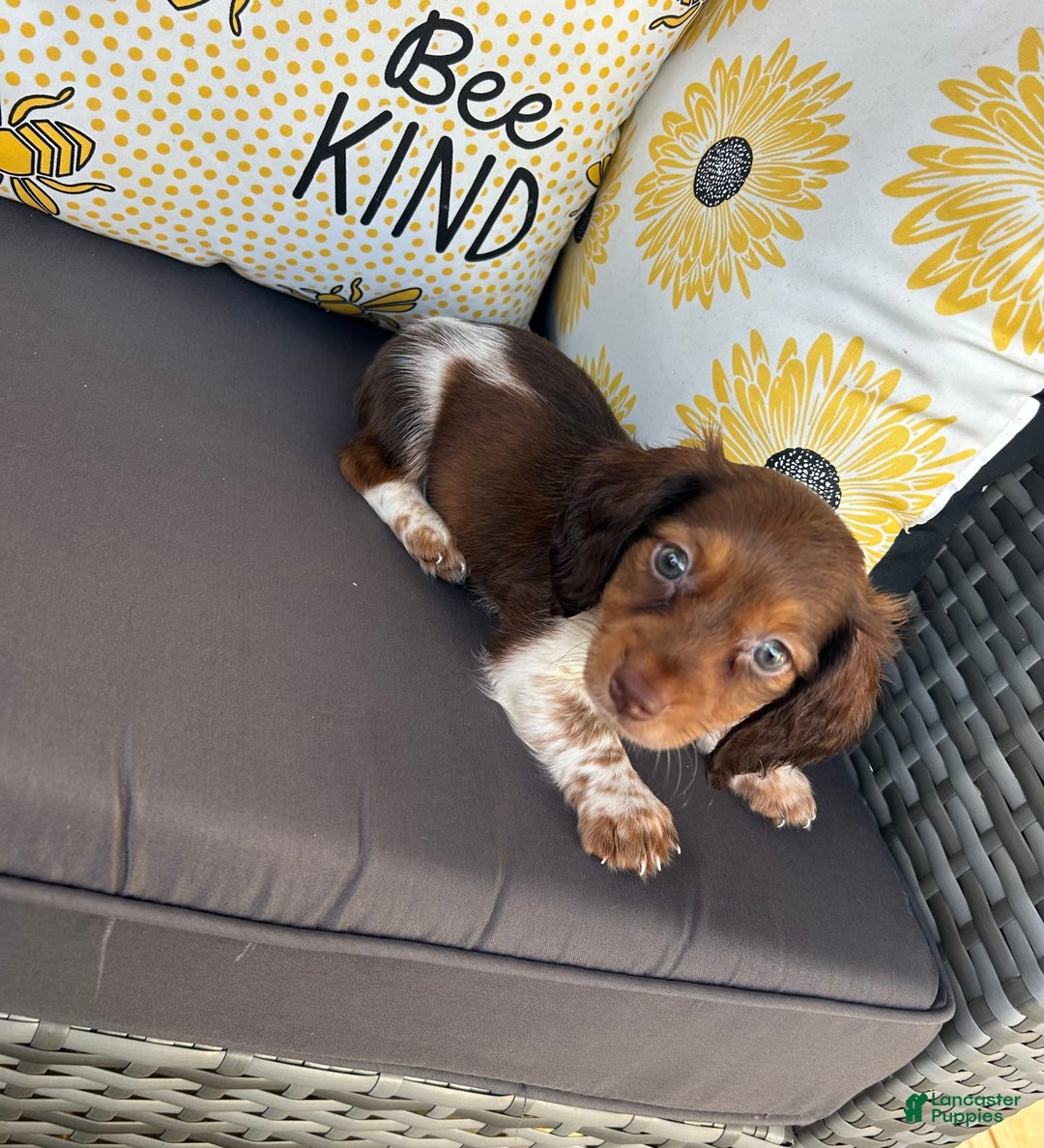 Miniature Dachshund dogs for sale: Rhett - Image 3