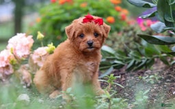 Maltipoo dogs for sale: Sophie - Image 4