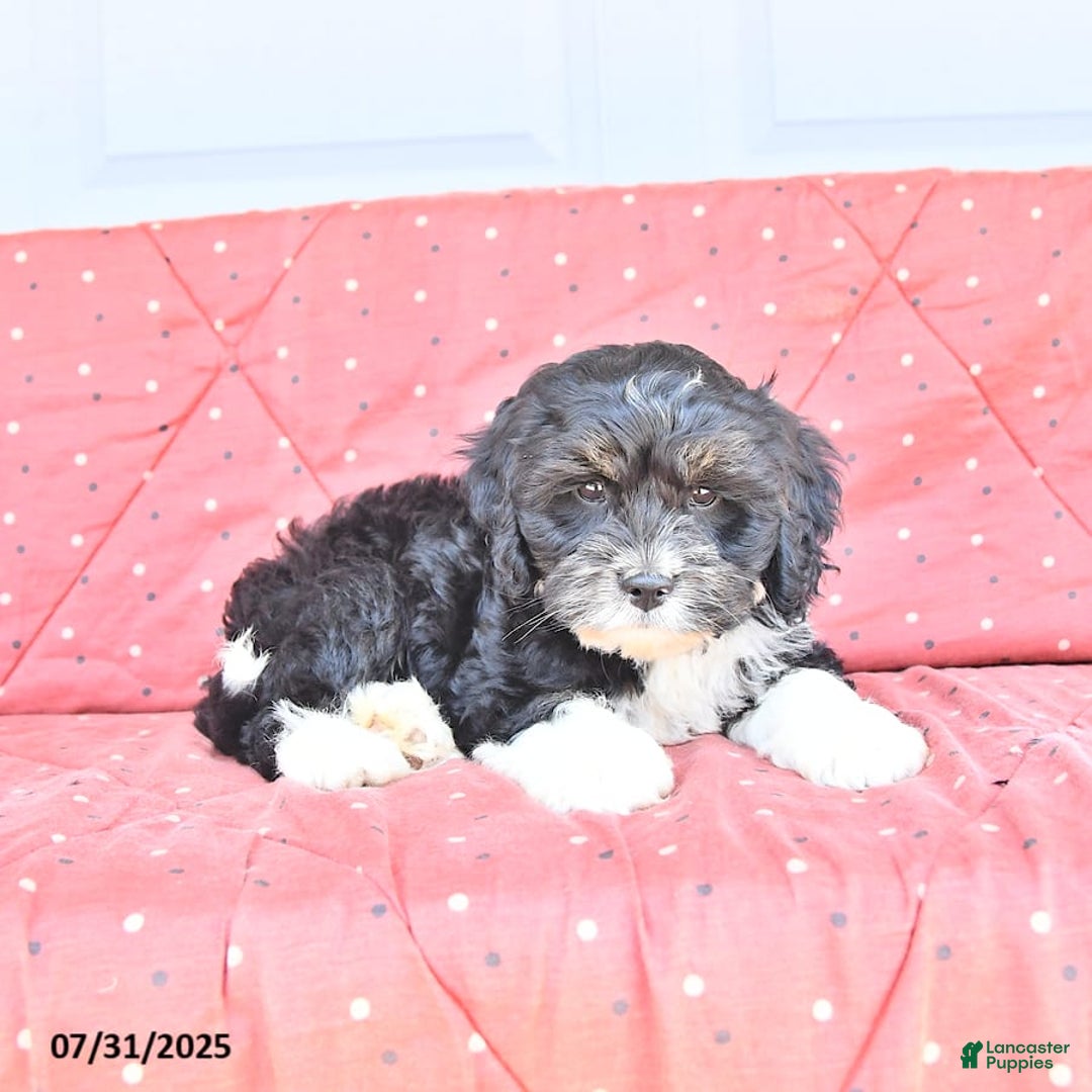 Miniature Bernese Mountain Dog dogs for sale: Peanut - Image 7