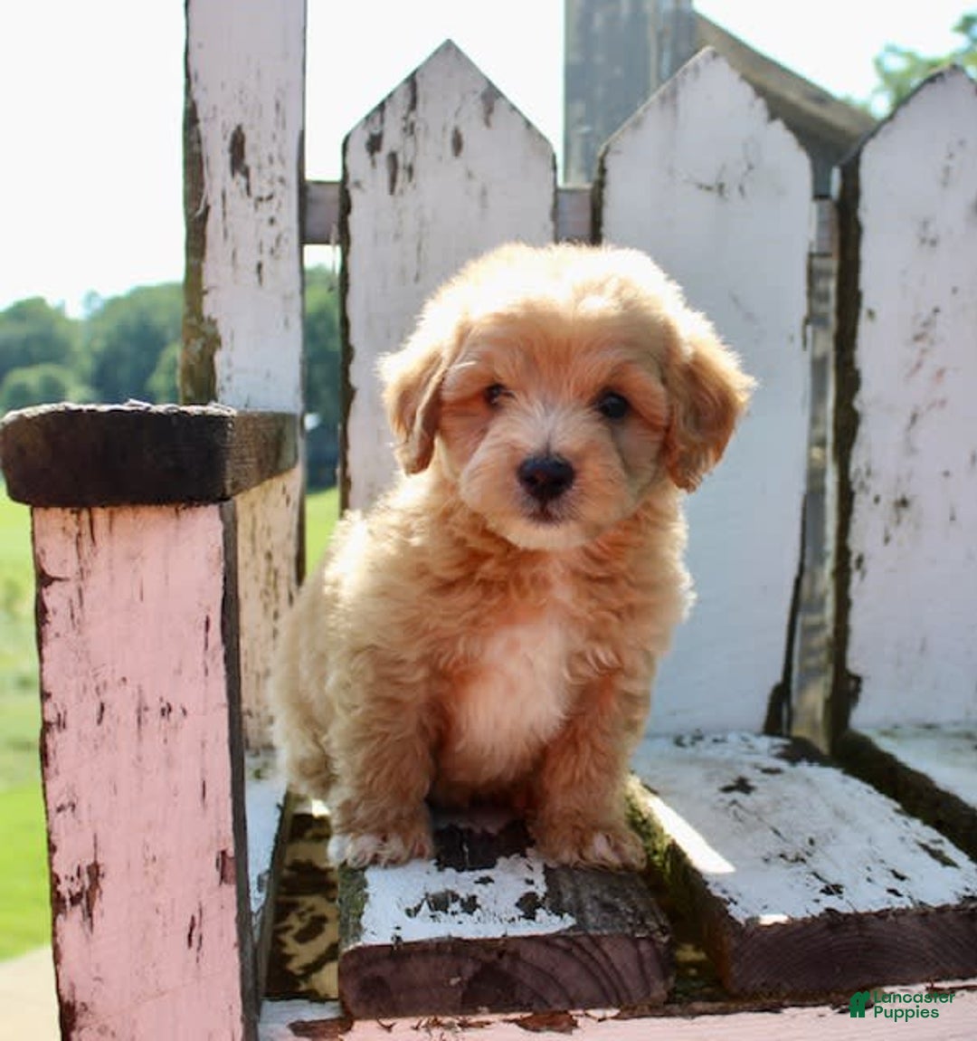Mini Goldendoodle dogs for sale: Rick - Image 5