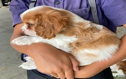 Cavalier King Charles Spaniel dogs for sale: Sonny - Image 3